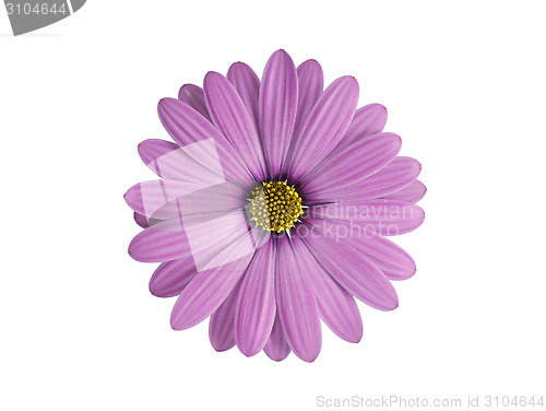 Image of purple flower isolated on white