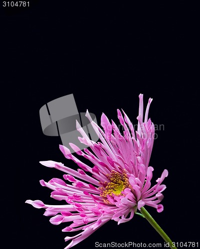 Image of Purple flower on black background
