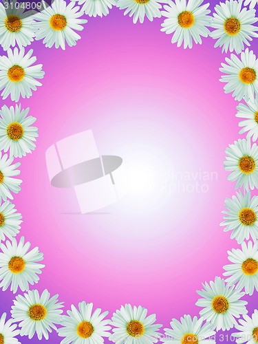 Image of chamomile frame