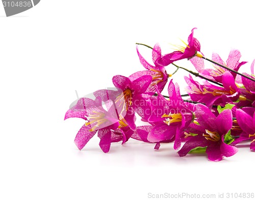 Image of Beautiful  flowers on a white background