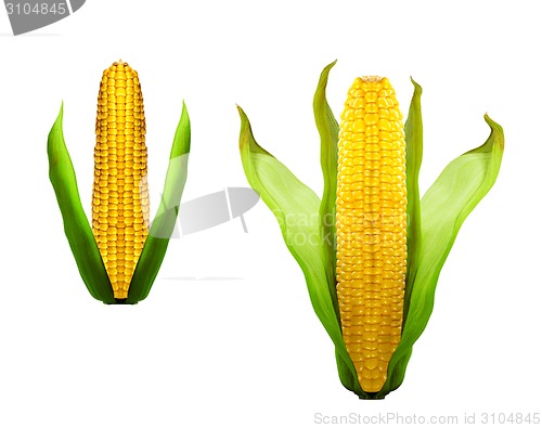 Image of two of head  corn