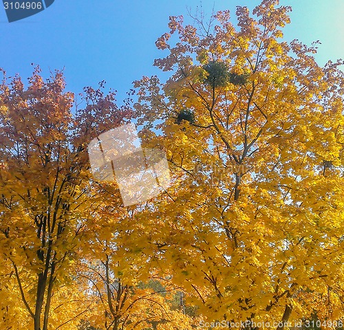 Image of Beautiful Colorful Autumn Leaves