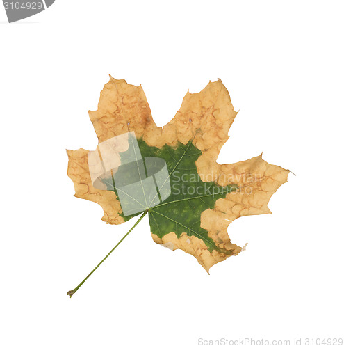 Image of maple leaf