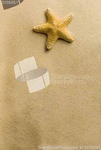 Image of sea star on the beach