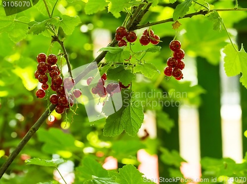 Image of Red currants 