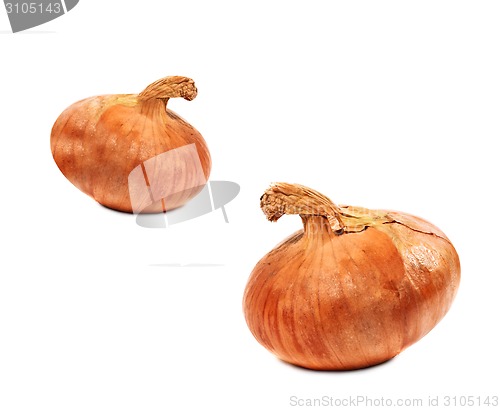 Image of Ripe onions isolated