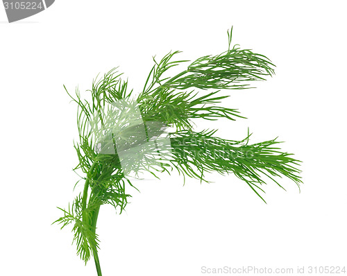 Image of Fresh dill