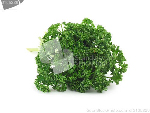 Image of Bunch of fresh green parsley isolated on white background