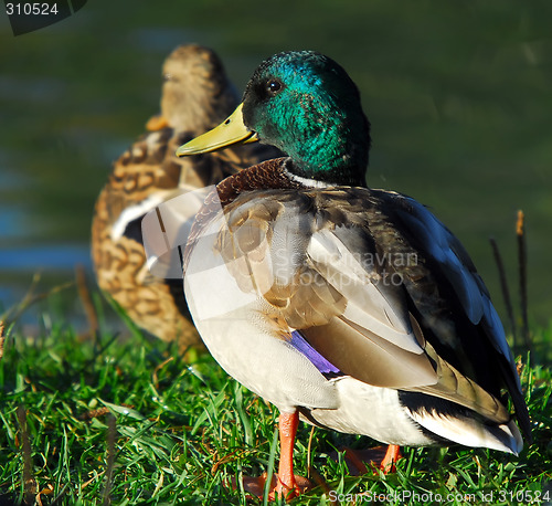 Image of Mallard