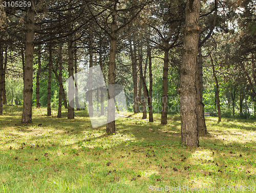 Image of Path in forest.