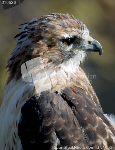 Image of Hawk