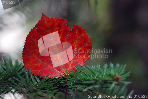 Image of Autumn Leaf