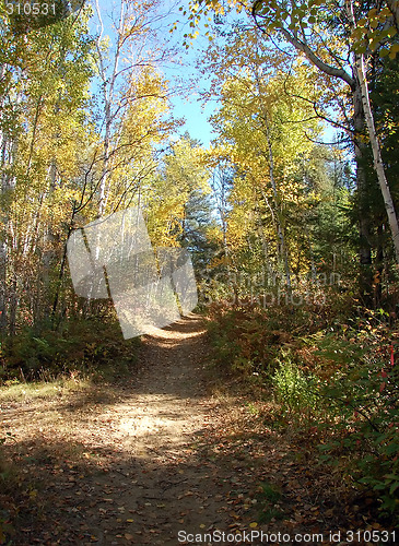 Image of Forest path in fall