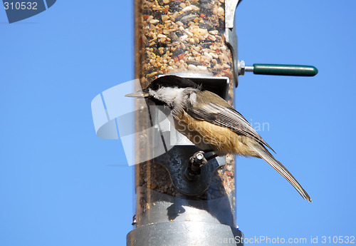 Image of Black-capped Chickadee