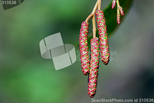Image of Natural seed