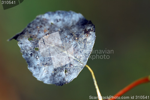 Image of Autumn Leaf