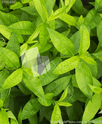 Image of green leaf background 