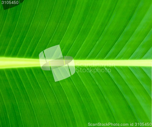 Image of Texture of a green leaf background