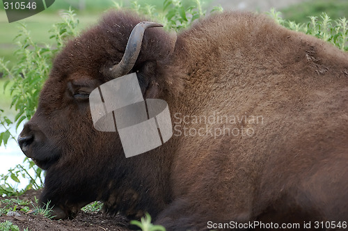 Image of Buffalo