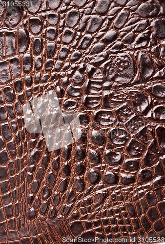 Image of Crocodile skin texture