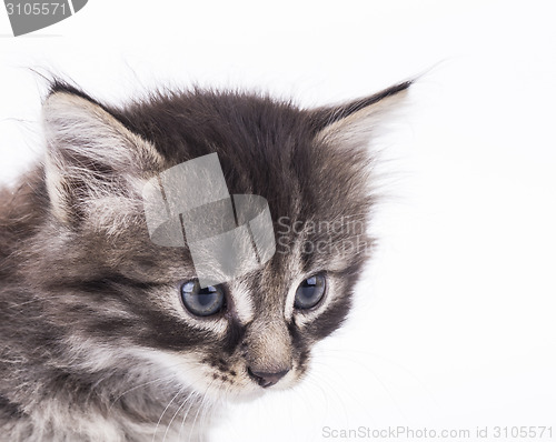 Image of kitten on a white background