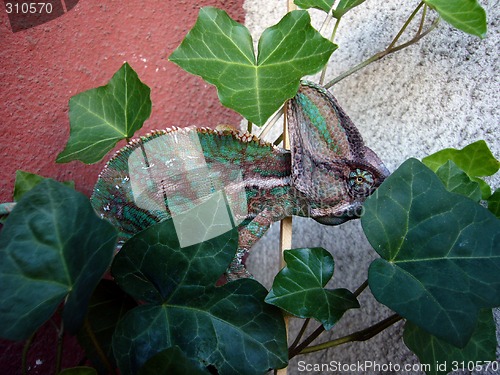 Image of Chameleon on Ivy