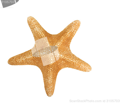 Image of orange seastar isolated