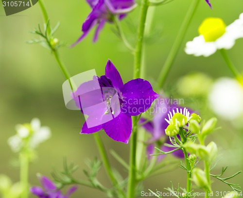 Image of Flowerbed with sage flowers 