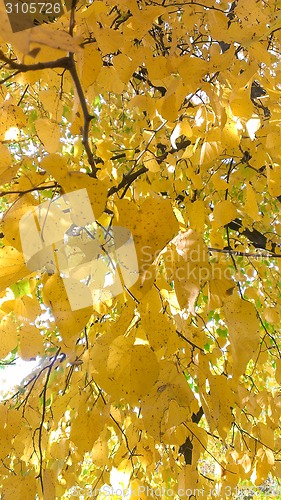 Image of Beautiful Colorful Autumn Leaves 