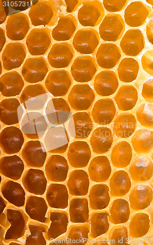 Image of Honeycomb