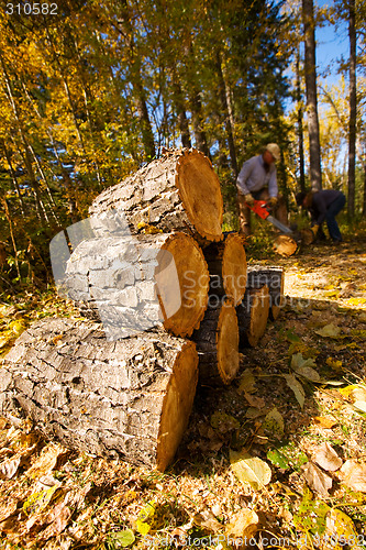 Image of firewood