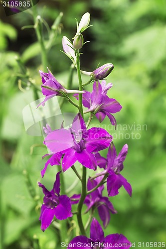 Image of Flowerbed with sage flowers