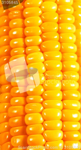 Image of Sweet corn background