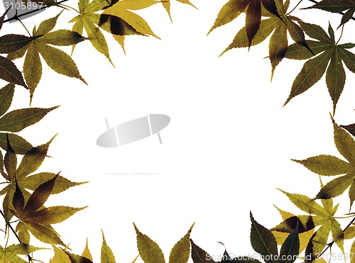 Image of Autumn leaves