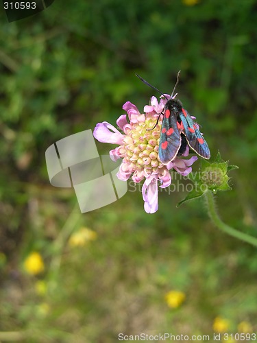 Image of Insect on flower