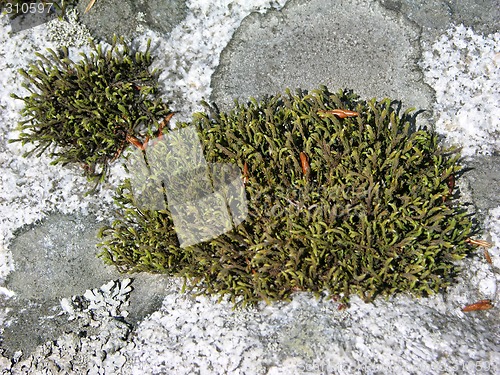 Image of Moss 2