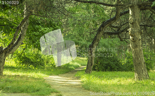 Image of Path in forest. 