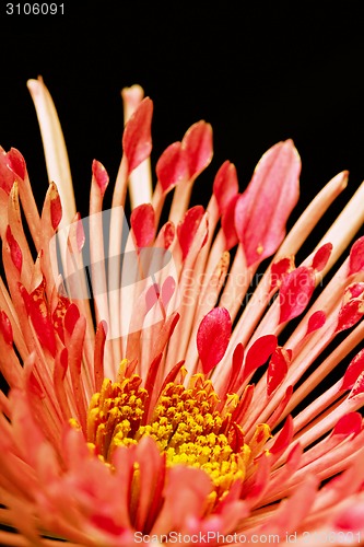 Image of red flower on a black background