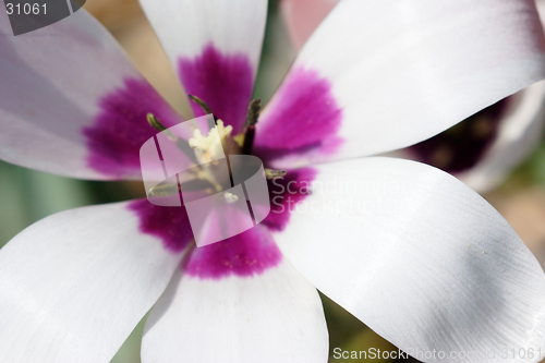 Image of White purple flower