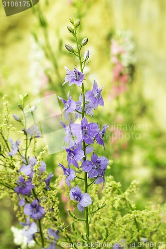 Image of Flowerbed with sage flowers 