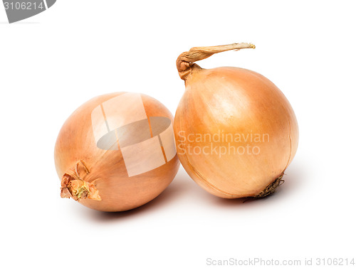 Image of Ripe onion on a white background