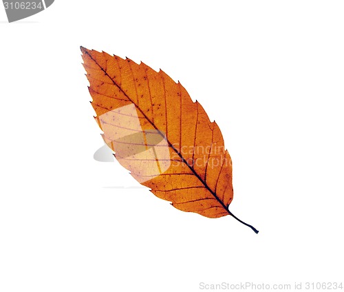 Image of Autumn maple leafs background