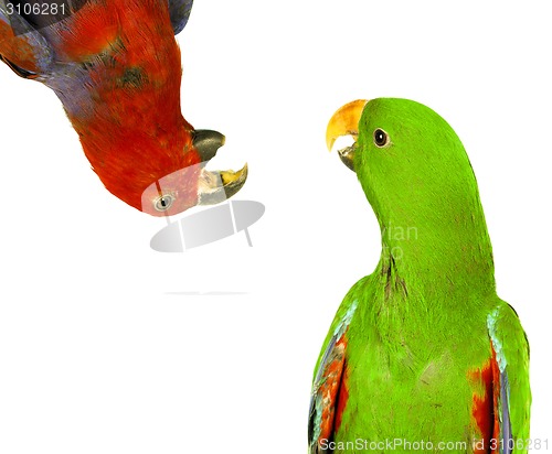 Image of beautiful red and green macaw parrots