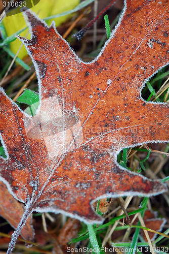 Image of Frosty leaves