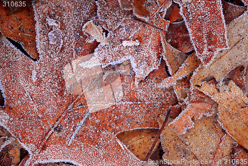 Image of Frosty leaves