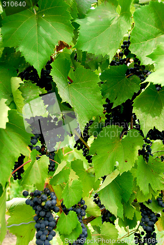 Image of Grapes