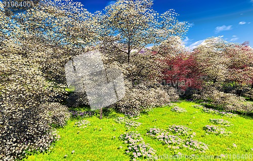 Image of Apple trees blossom in spring