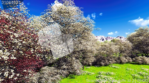 Image of Apple trees blossom in spring