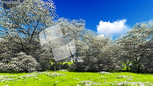 Image of Apple trees blossom in spring