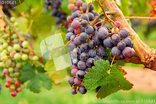 Image of Red grapes